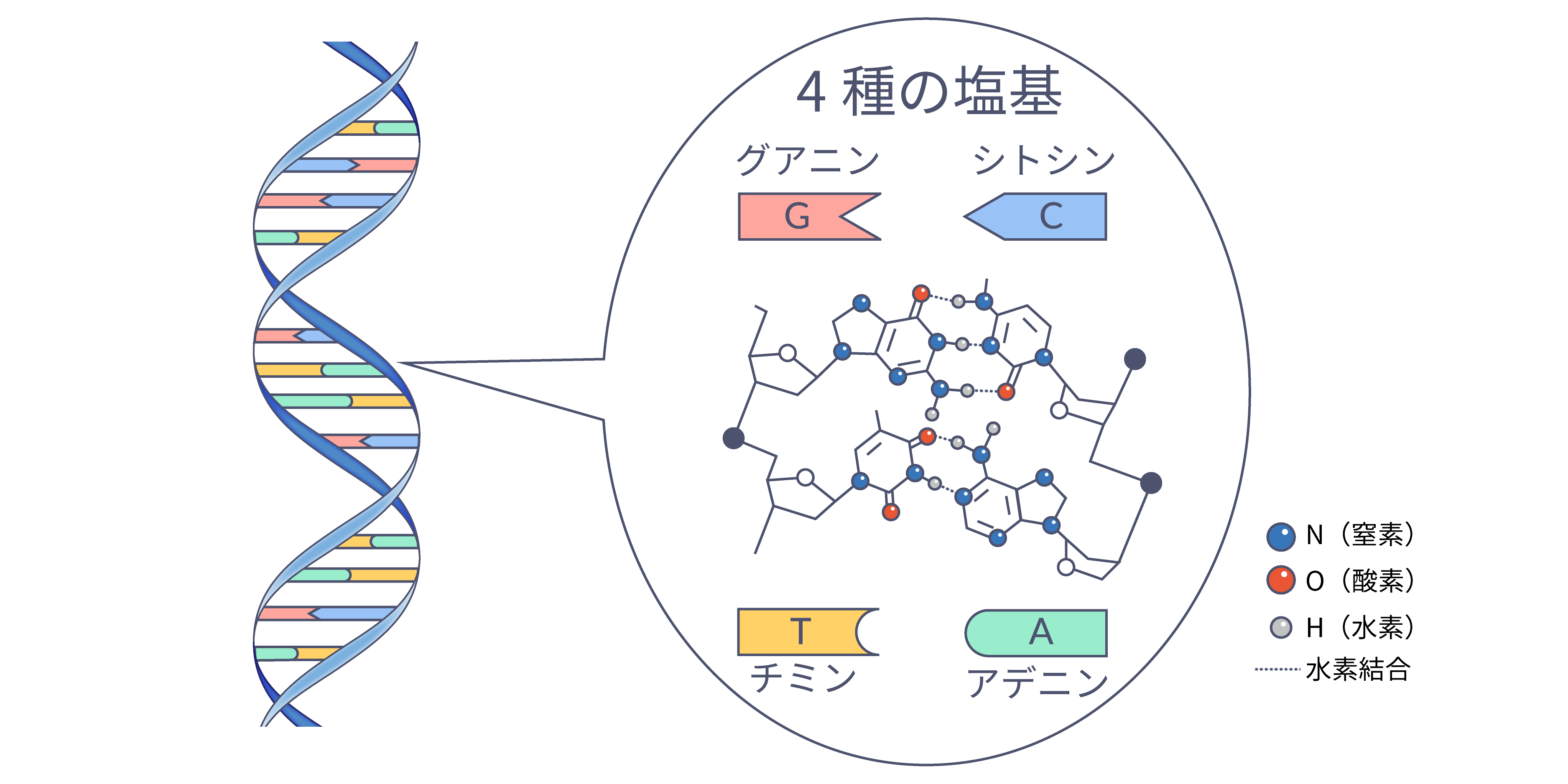 ニキビのリスクがある場合はどうすればよいですか?
